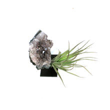 Load image into Gallery viewer, Tillandsia with Amethyst on Large Stand

