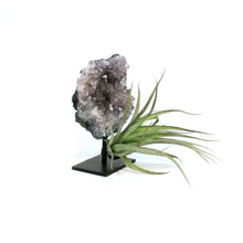Load image into Gallery viewer, Tillandsia with Amethyst on Large Stand
