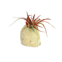 Load image into Gallery viewer, Tillandsia with Agate Planter
