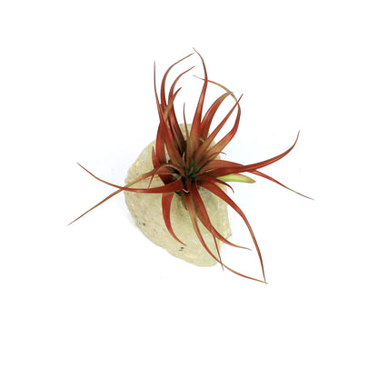 Tillandsia with Agate Planter