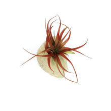 Load image into Gallery viewer, Tillandsia with Agate Planter
