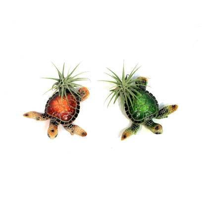 Tillandsia with Turtle