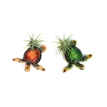 Load image into Gallery viewer, Tillandsia with Turtle
