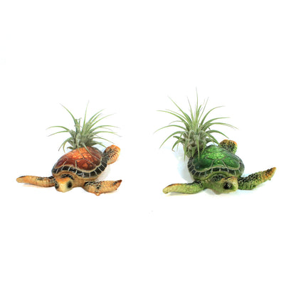 Tillandsia with Turtle