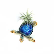 Load image into Gallery viewer, Tillandsia with Turtle Magnet
