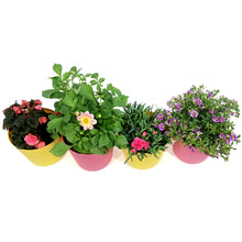 Load image into Gallery viewer, Planter, 9in, Pixie Pot, Assorted
