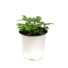 Load image into Gallery viewer, Astilbe, 1 gal Darwin&#39;s Dream

