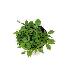 Load image into Gallery viewer, Astilbe, 1 gal Darwin&#39;s Dream
