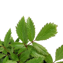 Load image into Gallery viewer, Astilbe, 1 gal Darwin&#39;s Dream
