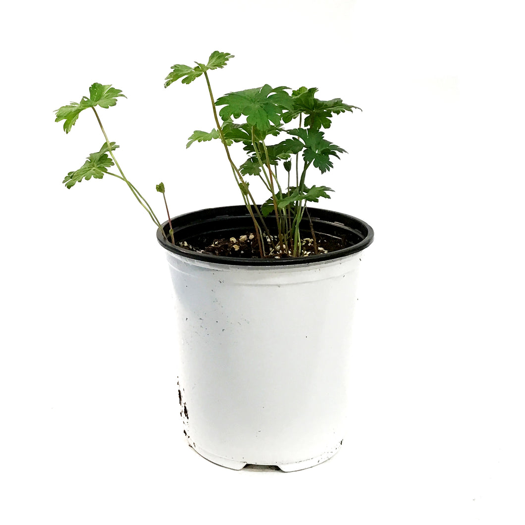 Geranium, 1 gal, Lilac Cranesbill