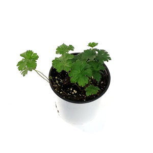 Geranium, 1 gal, Lilac Cranesbill