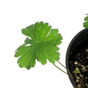 Geranium, 1 gal, Lilac Cranesbill