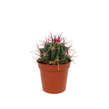 Load image into Gallery viewer, Cactus, 9cm, Ferocactus Wislizenii
