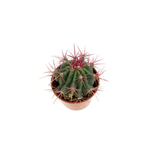 Load image into Gallery viewer, Cactus, 9cm, Ferocactus Wislizenii
