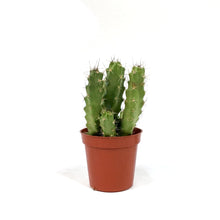 Load image into Gallery viewer, Cactus, 9cm, Echinocereus Pentalophus
