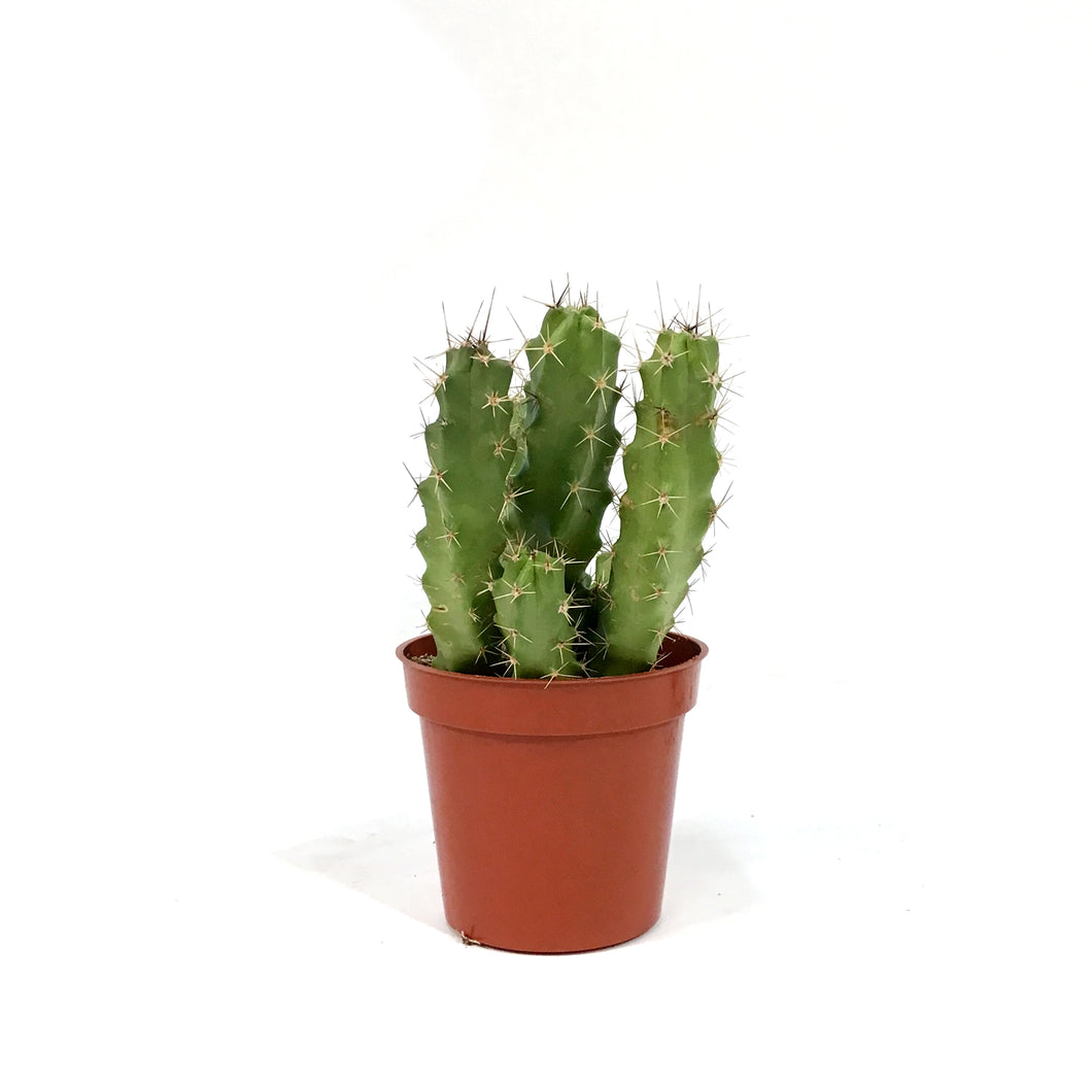 Cactus, 9cm, Echinocereus Pentalophus