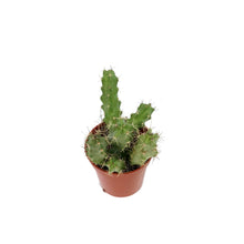 Load image into Gallery viewer, Cactus, 9cm, Echinocereus Pentalophus
