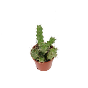 Cactus, 9cm, Echinocereus Pentalophus