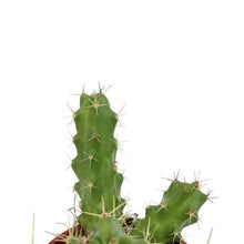 Load image into Gallery viewer, Cactus, 9cm, Echinocereus Pentalophus
