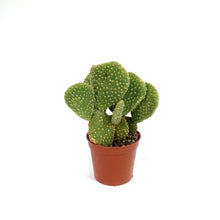 Load image into Gallery viewer, Cactus,2.5i, O. microdasys monstrose 'Crazy Bunny'
