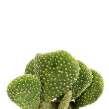 Load image into Gallery viewer, Cactus,2.5i, O. microdasys monstrose 'Crazy Bunny'
