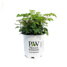 Load image into Gallery viewer, Aruncus, 1gal, Chantilly Lace Goat&#39;s Beard
