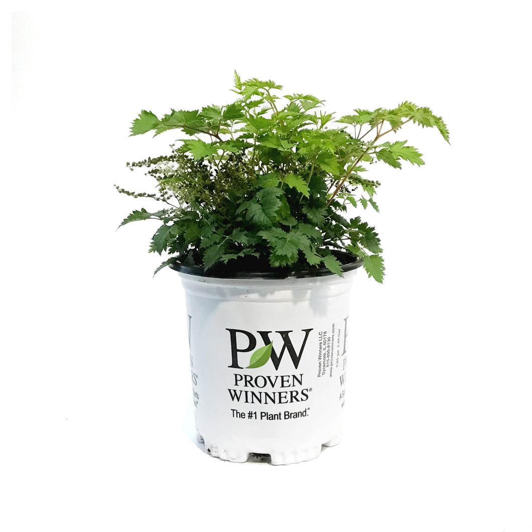Aruncus, 1gal, Chantilly Lace Goat's Beard