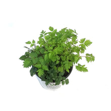Load image into Gallery viewer, Aruncus, 1gal, Chantilly Lace Goat&#39;s Beard
