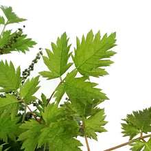 Load image into Gallery viewer, Aruncus, 1gal, Chantilly Lace Goat&#39;s Beard
