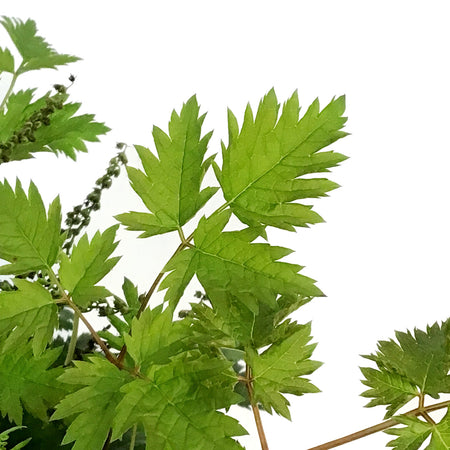 Aruncus, 1gal, Chantilly Lace Goat's Beard