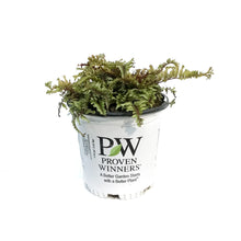 Load image into Gallery viewer, Athyrium, 1gal, Crested Japanese Painted Fern
