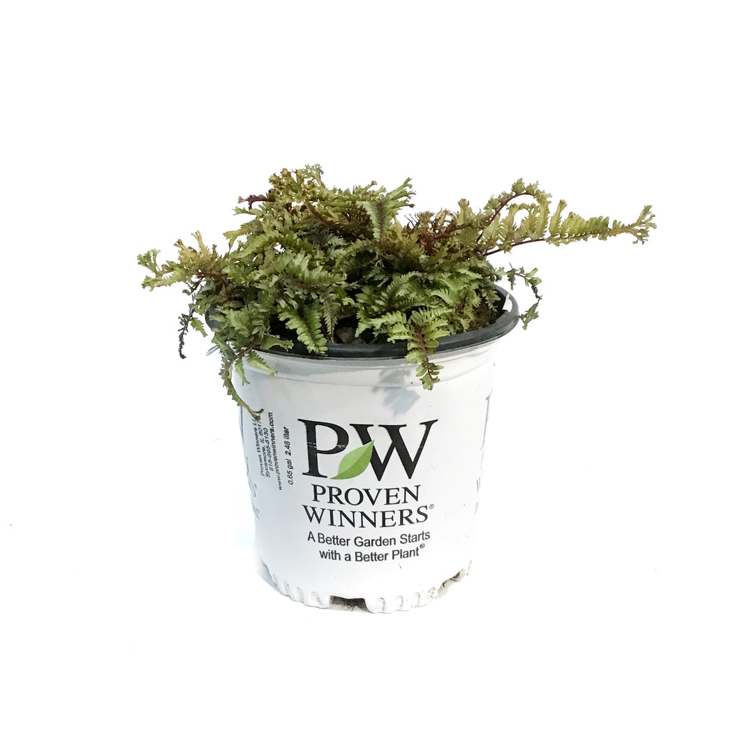 Athyrium, 1gal, Crested Japanese Painted Fern