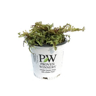 Athyrium, 1gal, Crested Japanese Painted Fern