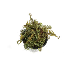 Load image into Gallery viewer, Athyrium, 1gal, Crested Japanese Painted Fern

