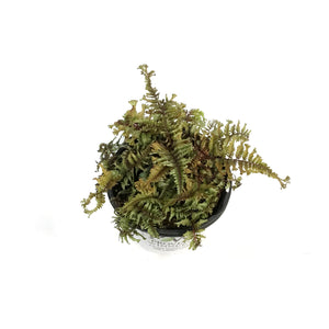 Athyrium, 1gal, Crested Japanese Painted Fern