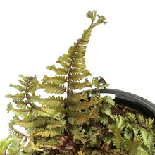 Load image into Gallery viewer, Athyrium, 1gal, Crested Japanese Painted Fern
