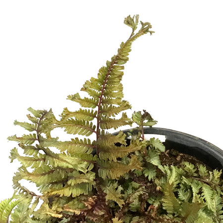 Athyrium, 1gal, Crested Japanese Painted Fern