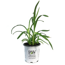 Load image into Gallery viewer, Hemerocallis, 1gal, Primal Scream Daylily
