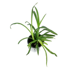 Load image into Gallery viewer, Hemerocallis, 1gal, Primal Scream Daylily
