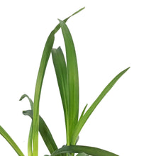 Load image into Gallery viewer, Hemerocallis, 1gal, Primal Scream Daylily
