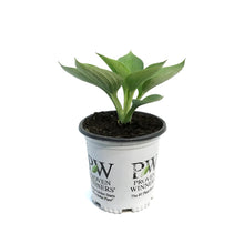 Load image into Gallery viewer, Hosta, 1gal, Shadowland, Above the Clouds
