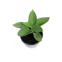 Load image into Gallery viewer, Hosta, 1gal, Shadowland, Above the Clouds
