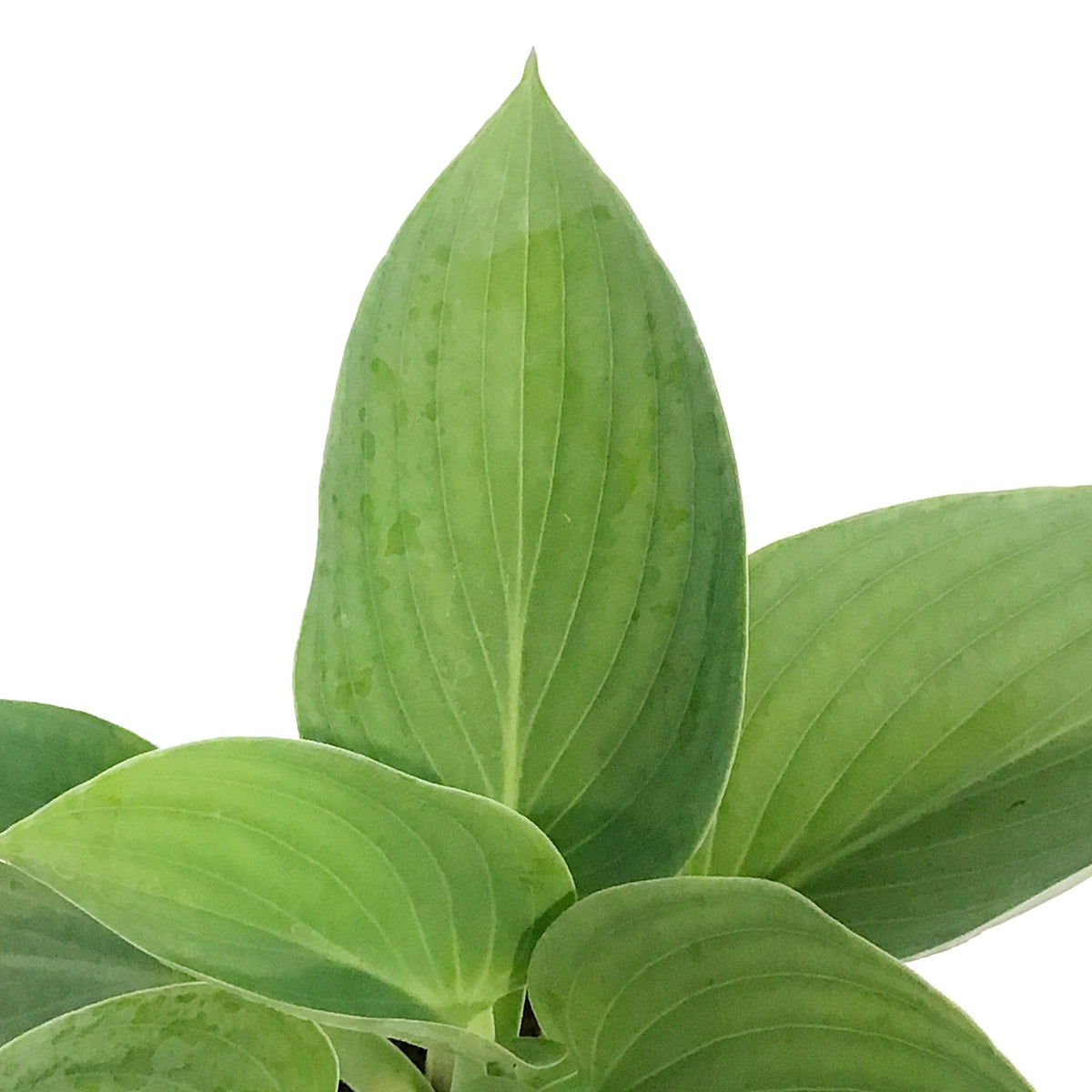 Hosta, 1gal, Shadowland, Above the Clouds – Floral Acres Greenhouse ...