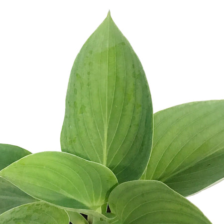 Hosta, 1gal, Shadowland, Above the Clouds