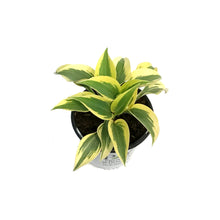 Load image into Gallery viewer, Hosta, 1gal, Shadowland, Autumn Frost

