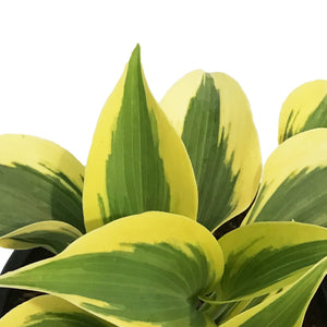 Hosta, 1gal, Shadowland, Autumn Frost