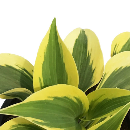 Hosta, 1gal, Shadowland, Autumn Frost