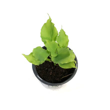 Load image into Gallery viewer, Hosta, 1gal, Shadowland, Echo the Sun
