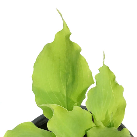 Hosta, 1gal, Shadowland, Echo the Sun
