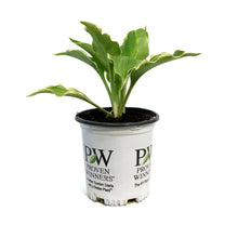 Load image into Gallery viewer, Hosta, 1gal, Shadowland, Hope Springs Eternal
